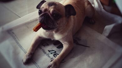 11 Best Raw Dog Food Brands for Pugs