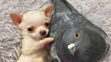 Injured pigeon becomes surrogate father for little puppies in need