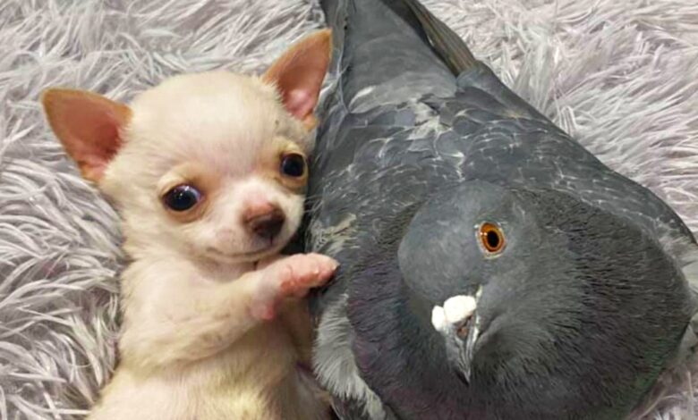 Injured pigeon becomes surrogate father for little puppies in need