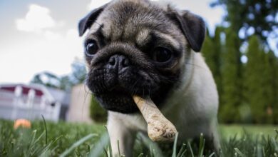 10 Best Fresh Dog Food Brands for Pugs in 2022