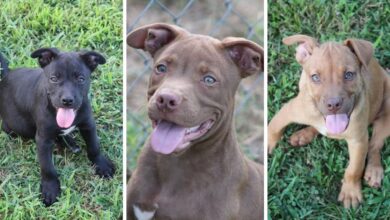 These 3 starving puppies were rescued thanks to your donation