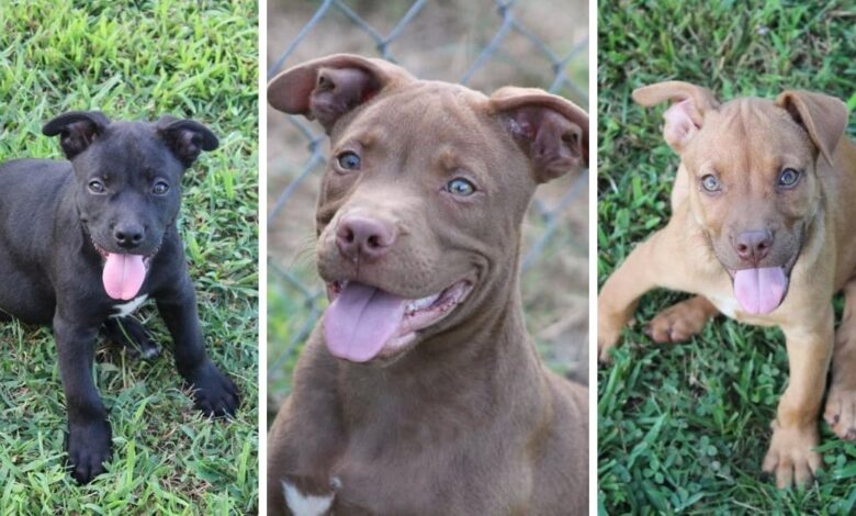 These 3 starving puppies were rescued thanks to your donation