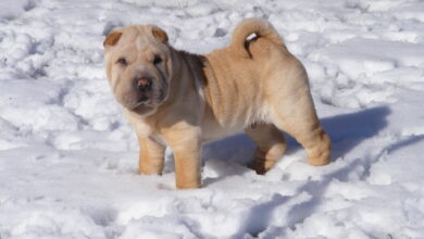 11 Best Raw Dog Food Brands for Shar Peis