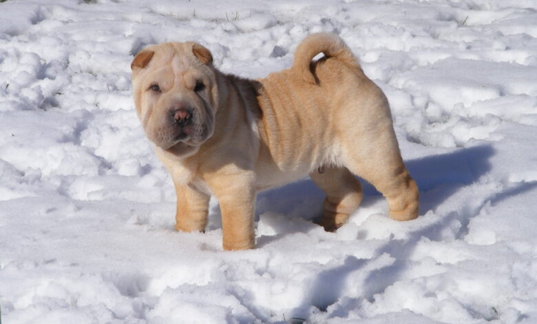 11 Best Raw Dog Food Brands for Shar Peis