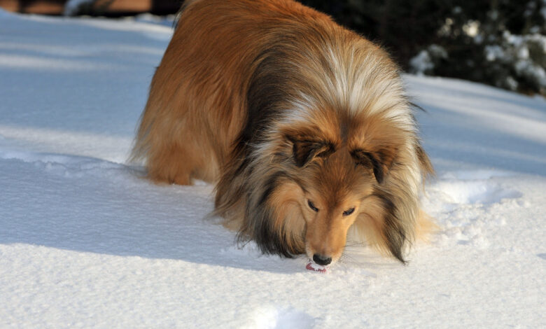 11 Best Raw Dog Food Brands for Shelties