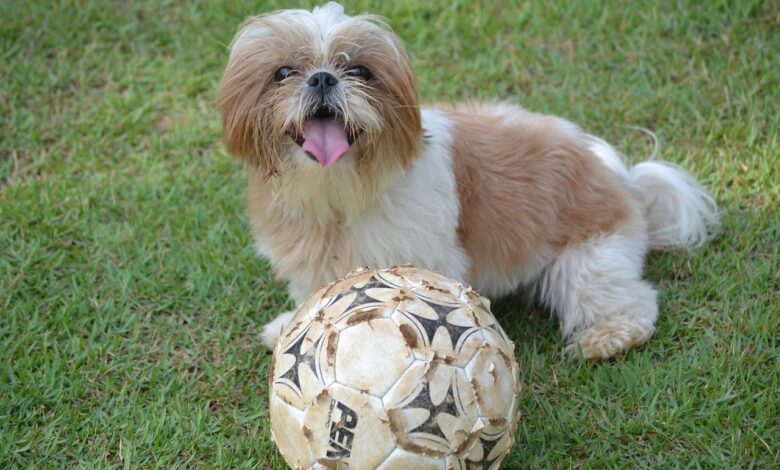 20 best durable toys for Shih Tzu