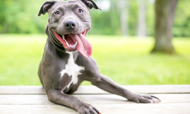 4 reasons why Pit Bulls lick or bite their paws