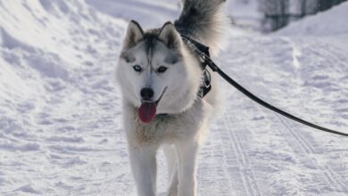 5 best leashes for Siberian Husky