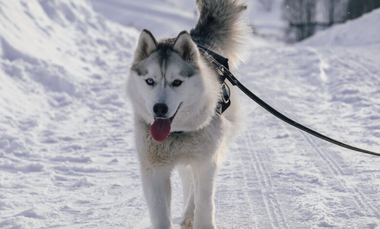 5 best leashes for Siberian Husky