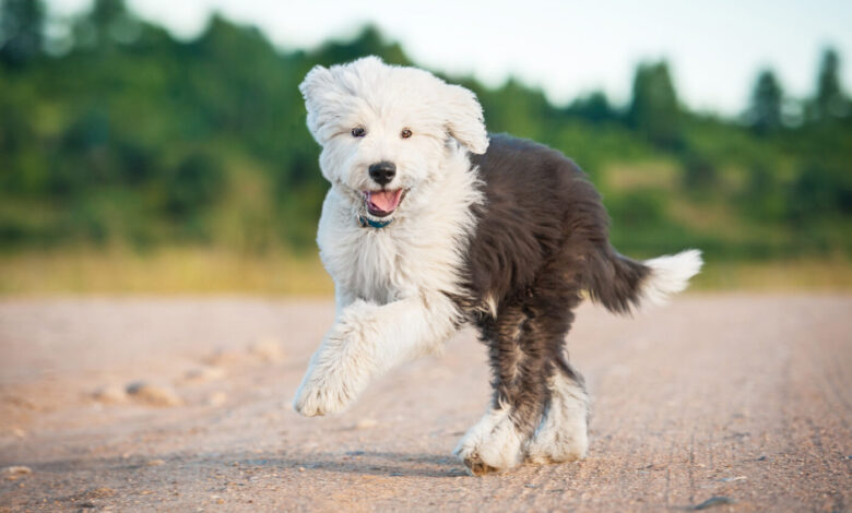 10 Best Fresh Dog Food Brands for Old English Sheepdogs in 2022