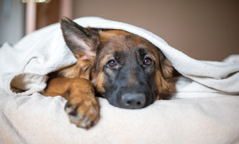 4 reasons why German Shepherds lick or bite their paws