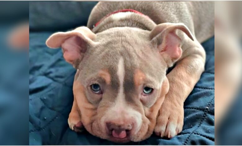 Jerk Walking Past Cleft Palate Puppy told him he was the ugliest dog