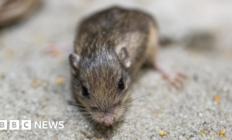 Tiny mouse named after actor Sir Patrick Stewart sets age record