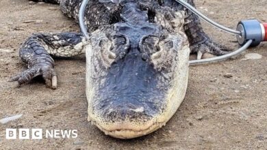 New York alligator caught in Brooklyn's Prospect Park