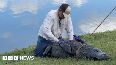 Alligator attacks 85-year-old grandmother in Florida