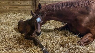 Florida-Bred Filly is Rushie's first pony