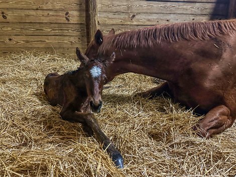 Florida-Bred Filly is Rushie's first pony