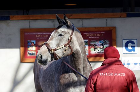 Fasig-Tipton February Sale Sees the Real Market
