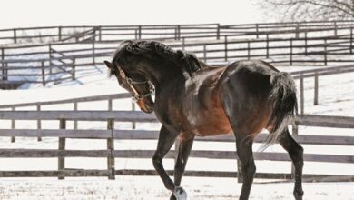 The successful Maryland Sire Rock Slide dies at the age of 25