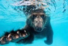 Brown bear smiles brightly for the camera after falling face down in Florida swimming pool