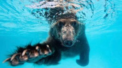 Brown bear smiles brightly for the camera after falling face down in Florida swimming pool