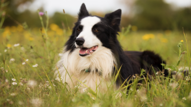 10 Best Krill Oil Supplements For Dogs