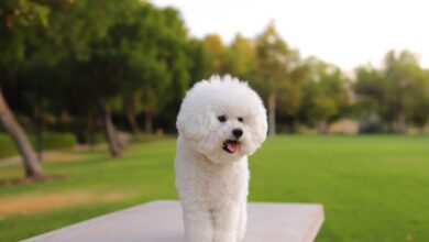The 13 Best Dog Food Toppers for Bichon Frises