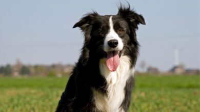 Best Pill Pockets for Border Collies