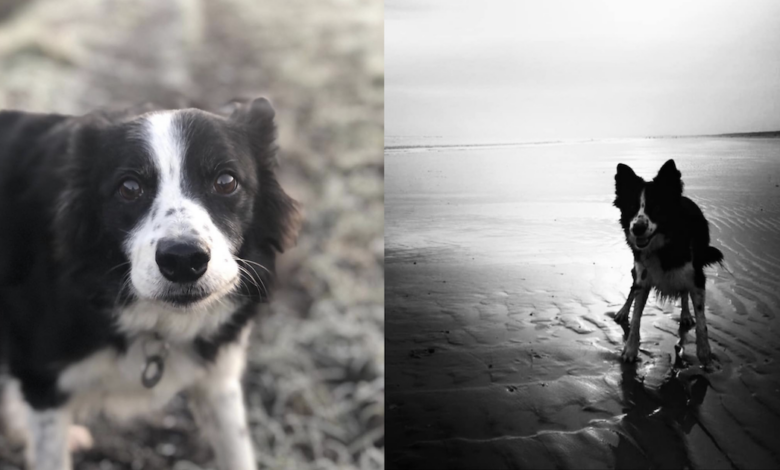 Dozens of dogs gather for Border Collie's last beach walk