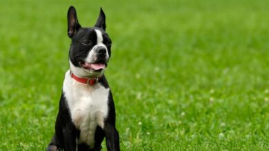 Best Pill Pockets for Boston Terriers