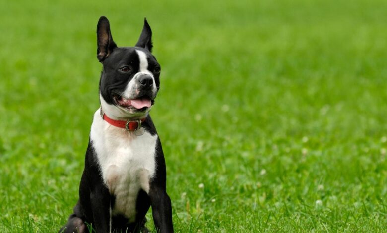 Best Pill Pockets for Boston Terriers