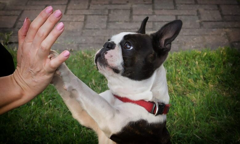 The 13 Best Dog Food Toppers for Boston Terriers