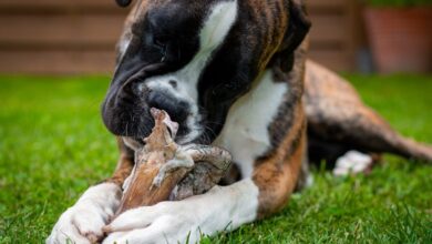 The 13 Best Dog Food Toppers for Boxers