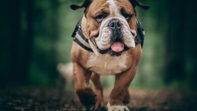 The 13 Best Dog Food Toppers for Bulldogs