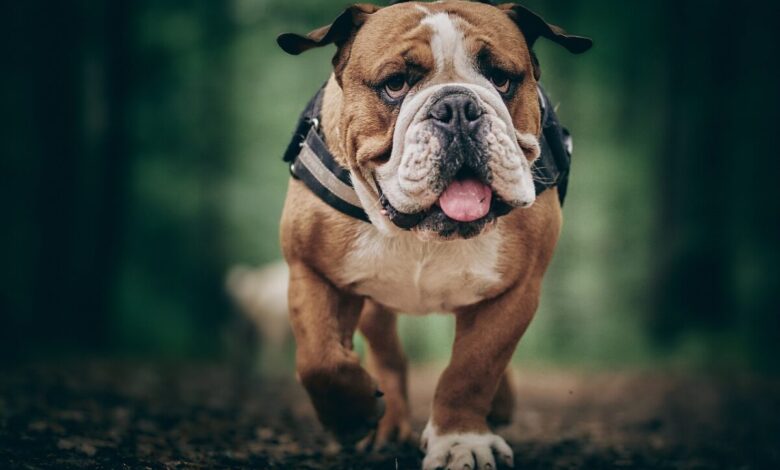 The 13 Best Dog Food Toppers for Bulldogs