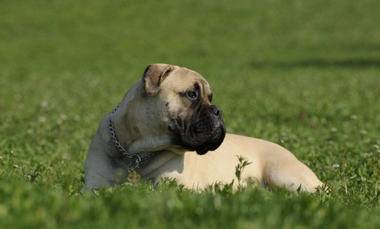 The 13 Best Dog Food Toppers for Bullmastiffs