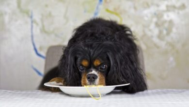 The 13 Best Dog Food Toppers for Cavaliers