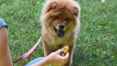 Best Pill Pockets for Chow Chows