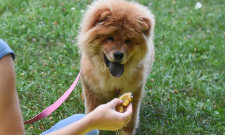 Best Pill Pockets for Chow Chows