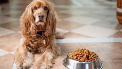 The 13 Best Dog Food Toppers for Cocker Spaniels