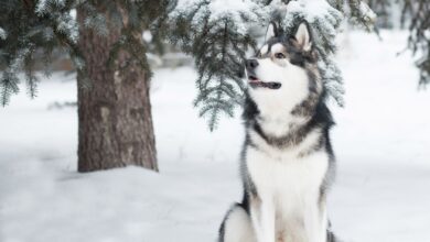 The best snow dog breed – Dogster