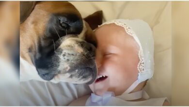 Baby snuggled up against Boxer, giggling at face-to-face