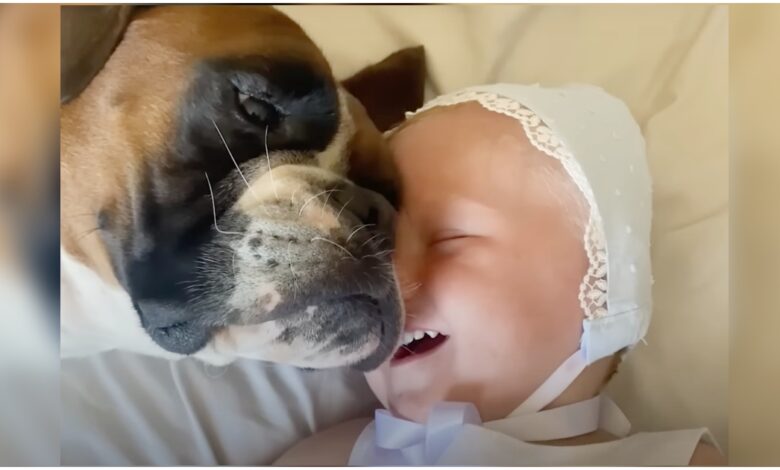 Baby snuggled up against Boxer, giggling at face-to-face