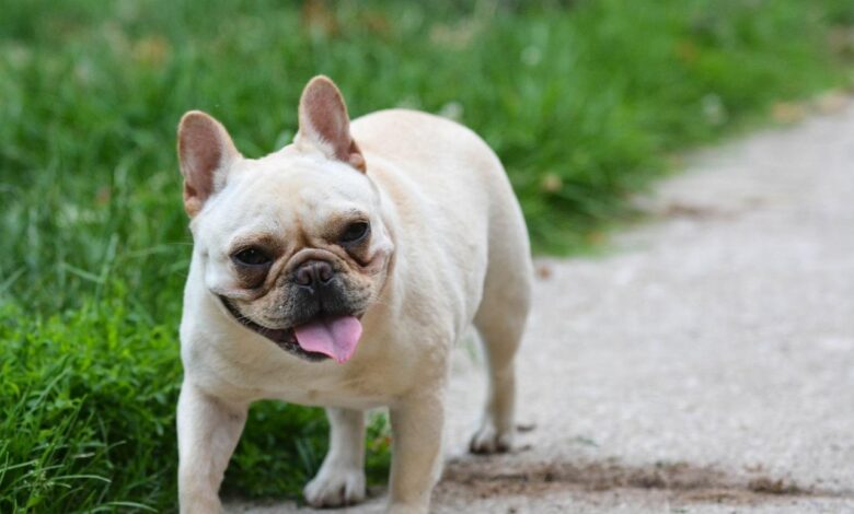 Best Pill Pockets for French Bulldogs
