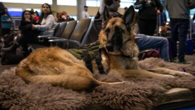 Service dog that inspired the PAWS Act for veterans honored on her last flight