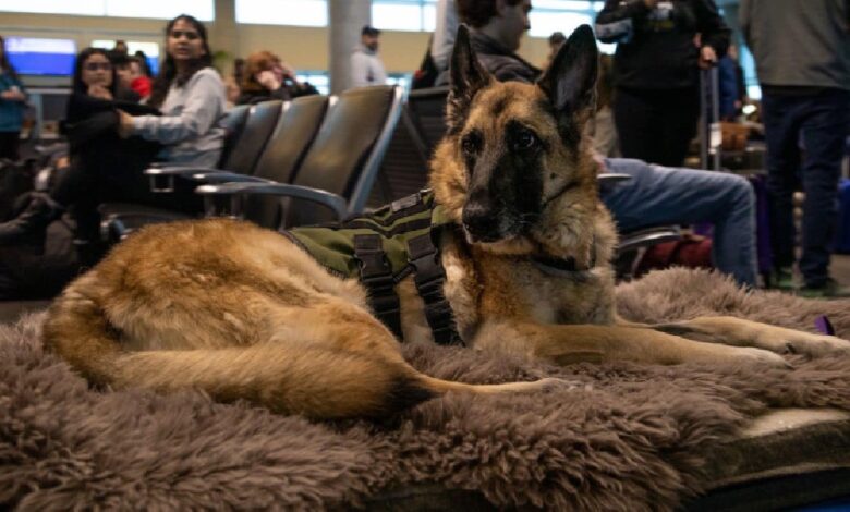 Service dog that inspired the PAWS Act for veterans honored on her last flight