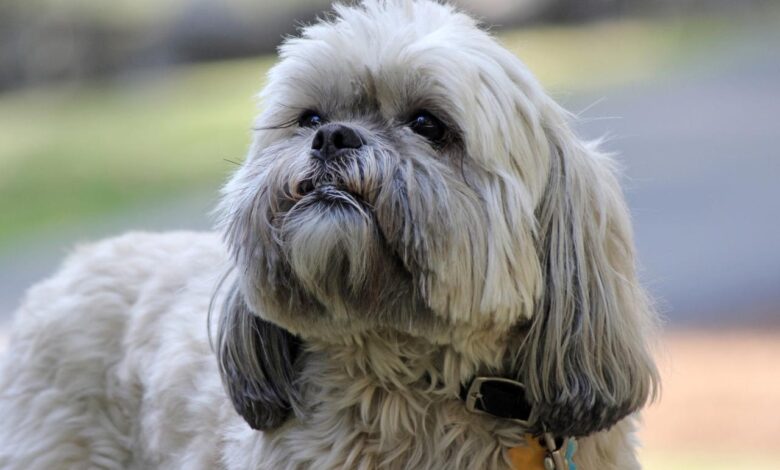 Best Pill Pockets for Lhasa Apsos