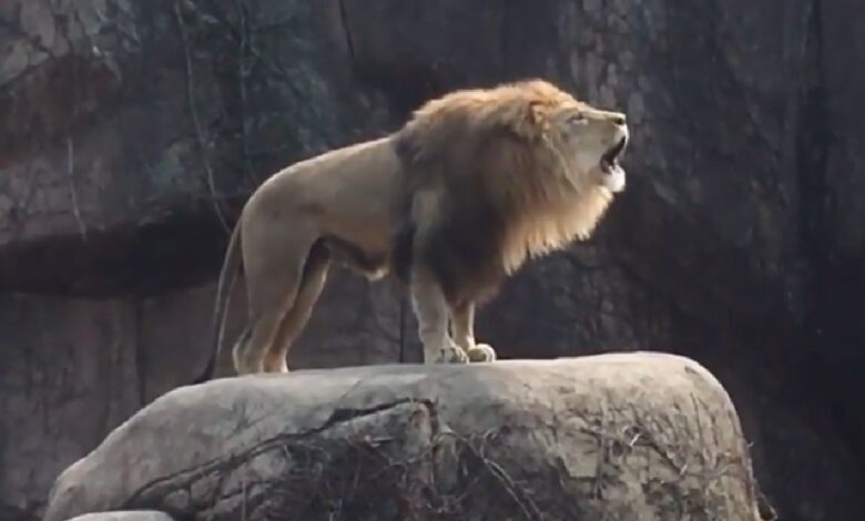 The mighty zoo lion proves that he is still the king of the jungle with his epic, earth-shaking roar