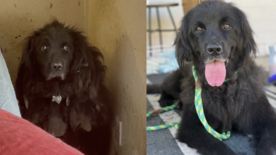 Abandoned dog hides in the corner for 6 years until someone confesses her love