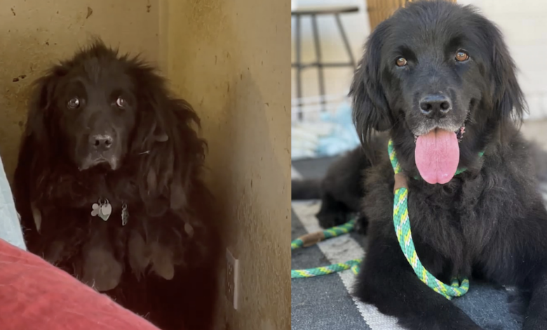 Abandoned dog hides in the corner for 6 years until someone confesses her love